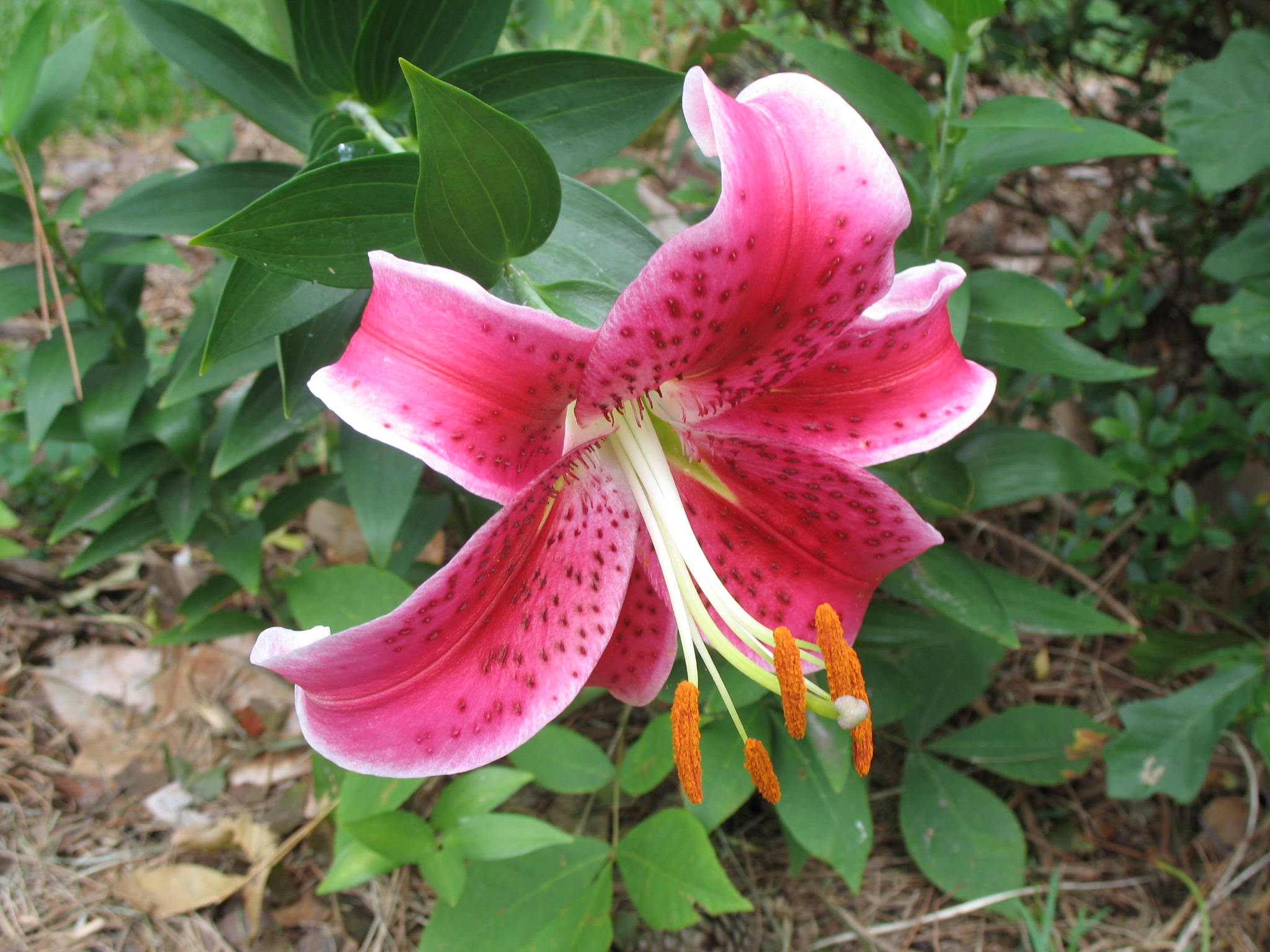 online-plant-guide-lilium-stargazer-stargazer-lily